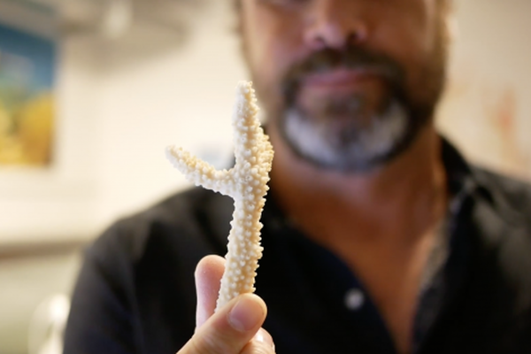 Coral Disease Recovery Fund image number null